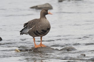 Greater White-fronted Goose, ML495741891