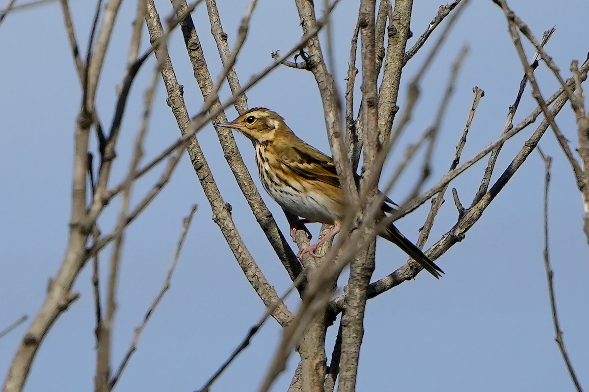 Olive-backed Pipit - ML495744011