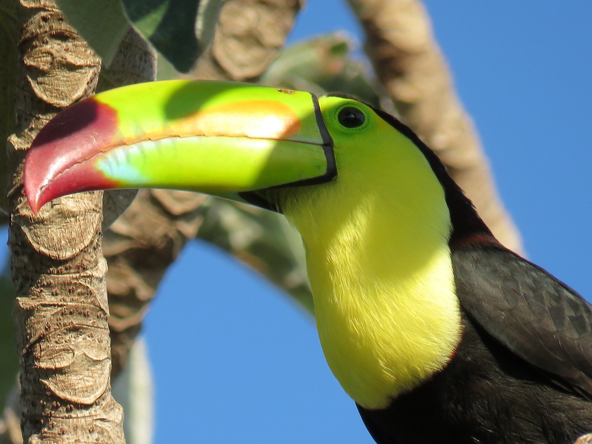 Keel-billed Toucan - Green Jay Bird Conservancy
