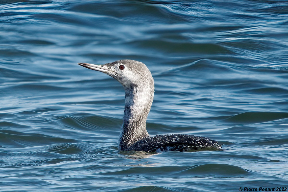 Red-throated Loon - ML495754781