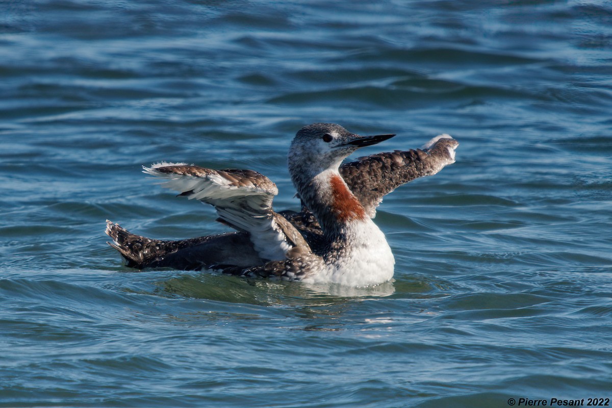 Red-throated Loon - ML495754871