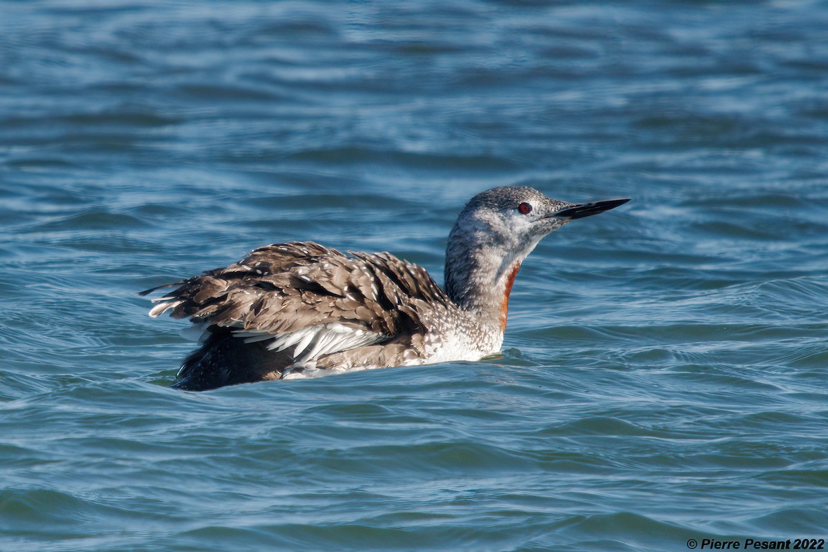 Red-throated Loon - ML495755331
