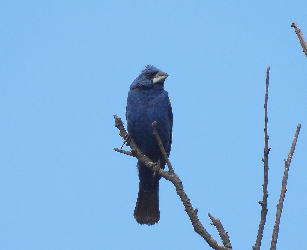 ML495760431 - Blue Grosbeak - Macaulay Library