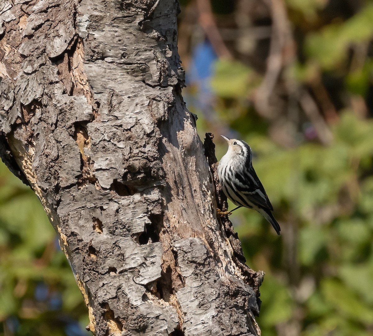 Black-and-white Warbler - ML495763231