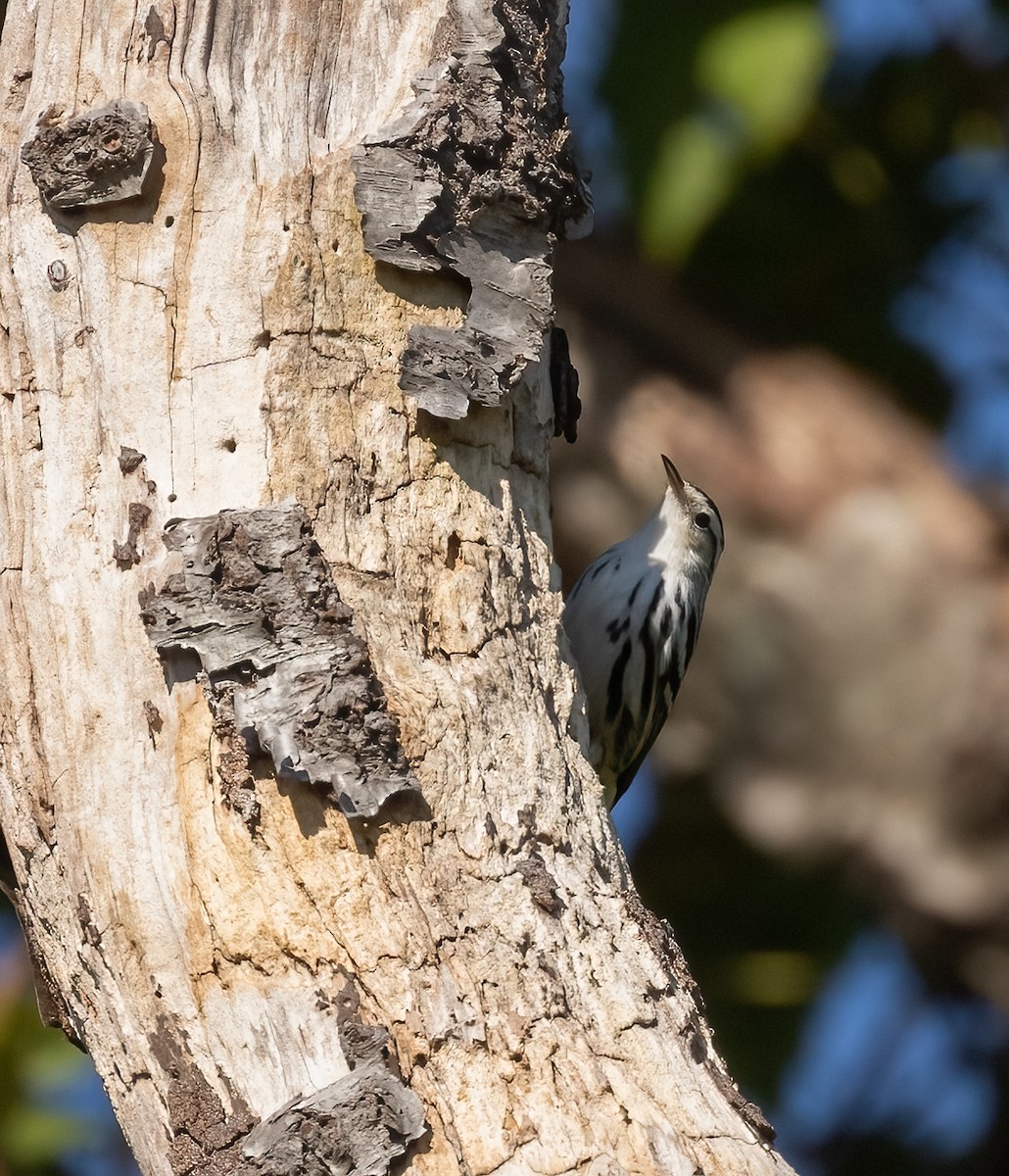 Black-and-white Warbler - ML495763241