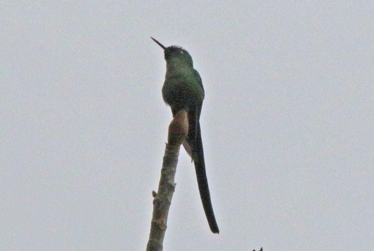 Long-tailed Sylph - ML495766431