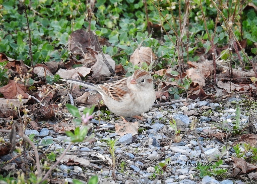 Field Sparrow - ML495769671