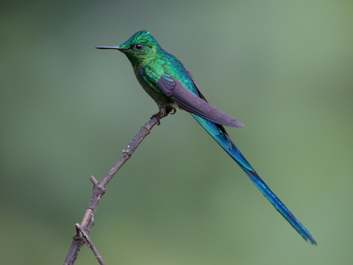 Long-tailed Sylph - Aglaiocercus kingii - Birds of the World