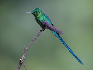  - Long-tailed Sylph