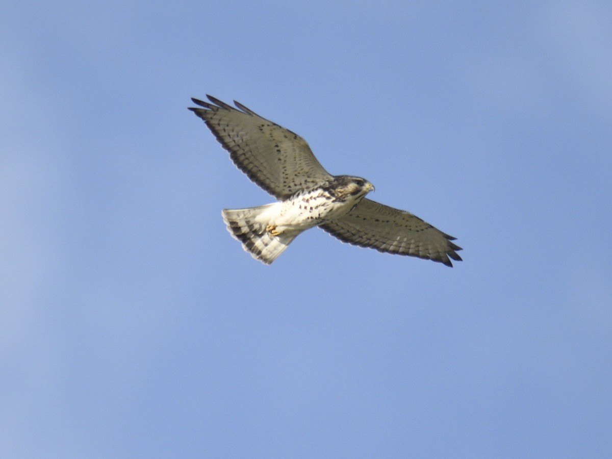 Broad-winged Hawk - ML495777471