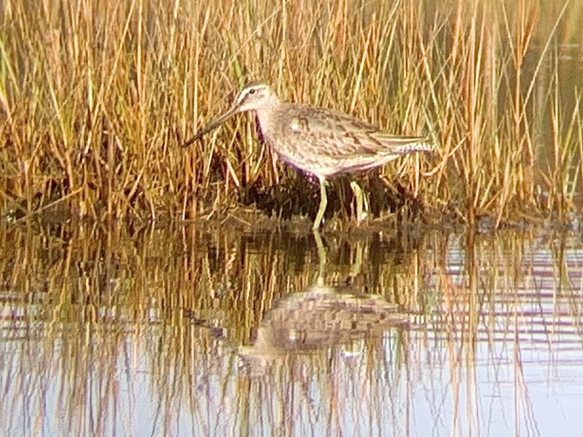 Long-billed Dowitcher - ML495777781
