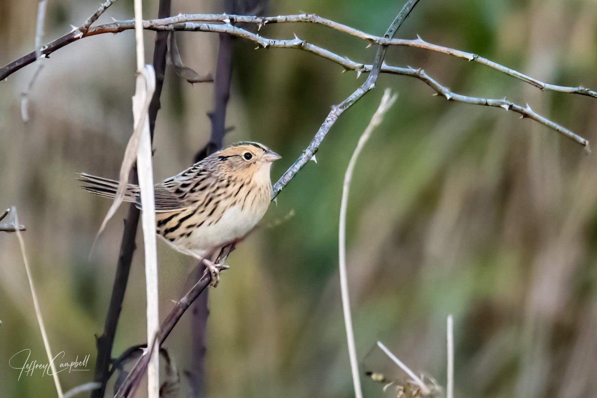 LeConte's Sparrow - Jeff Campbell