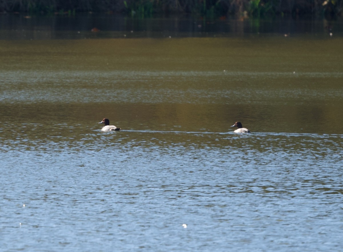 eBird Checklist 20 Oct 2022 Sanford Lagoons open MonFri 8AM3PM