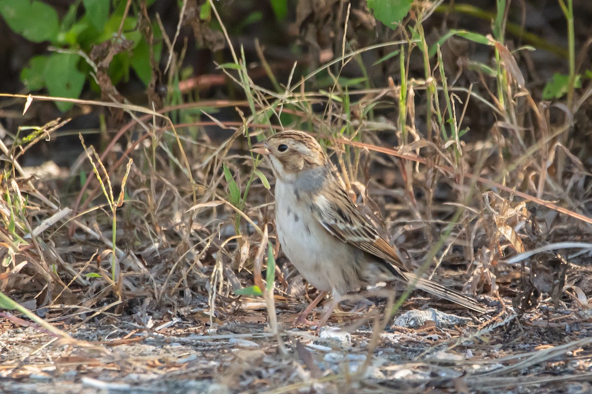 Clay-colored Sparrow - ML495781341