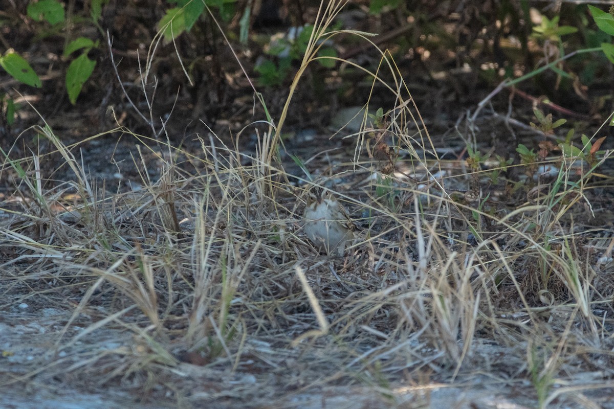 Clay-colored Sparrow - ML495781351