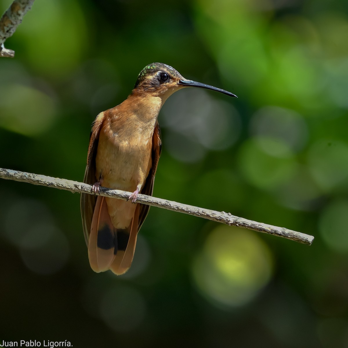 kolibřík pestroocasý - ML495802961