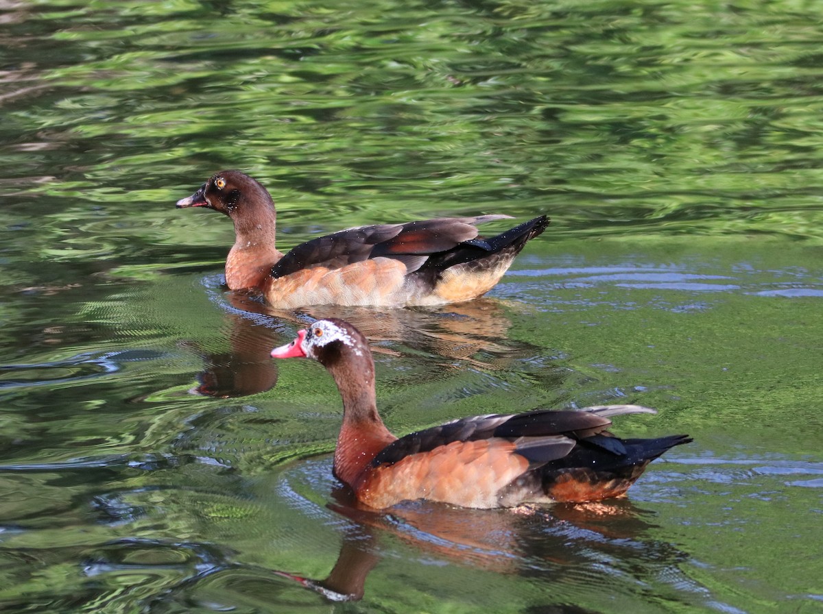 Egyptian Goose x Muscovy Duck (hybrid) - Philip Andescavage