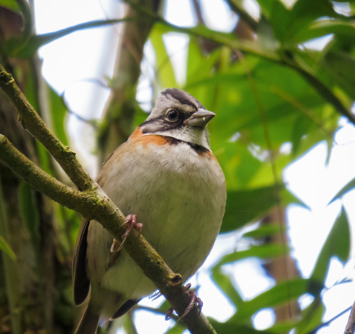 Rufous-collared Sparrow - Esteban Villa Restrepo