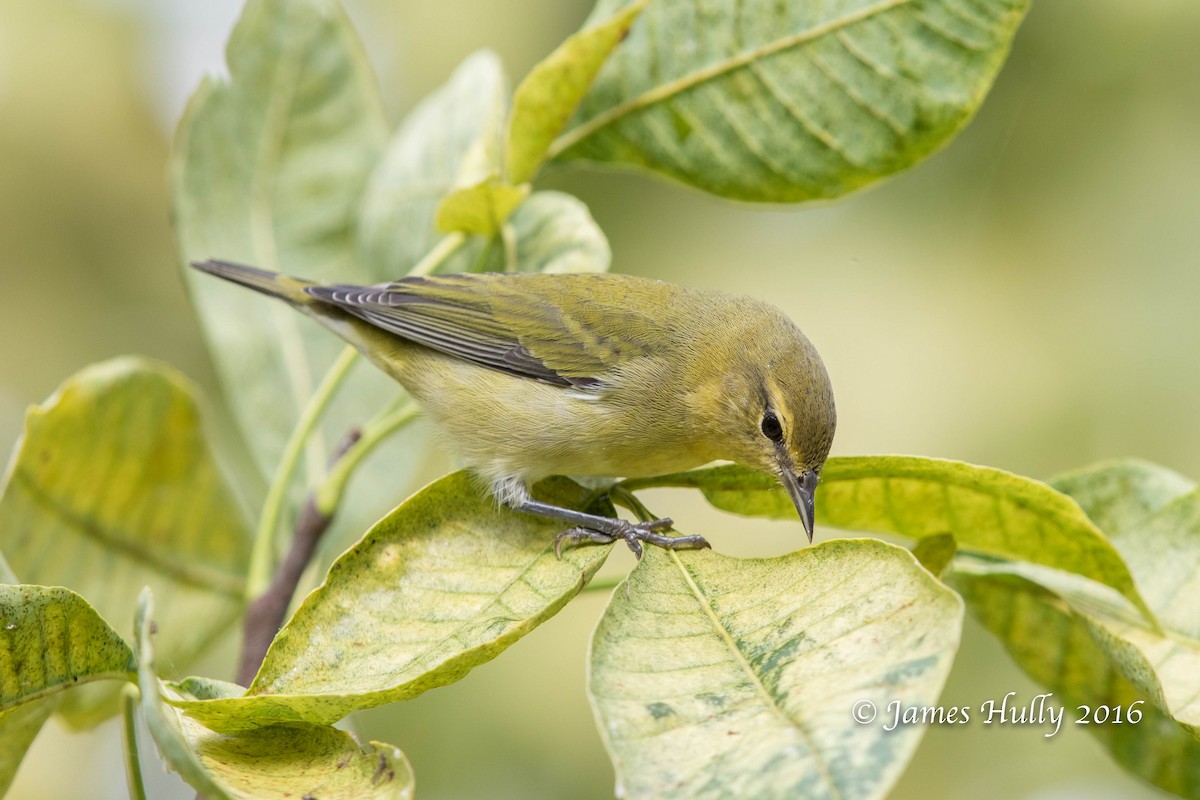 Tennessee Warbler - Jim Hully