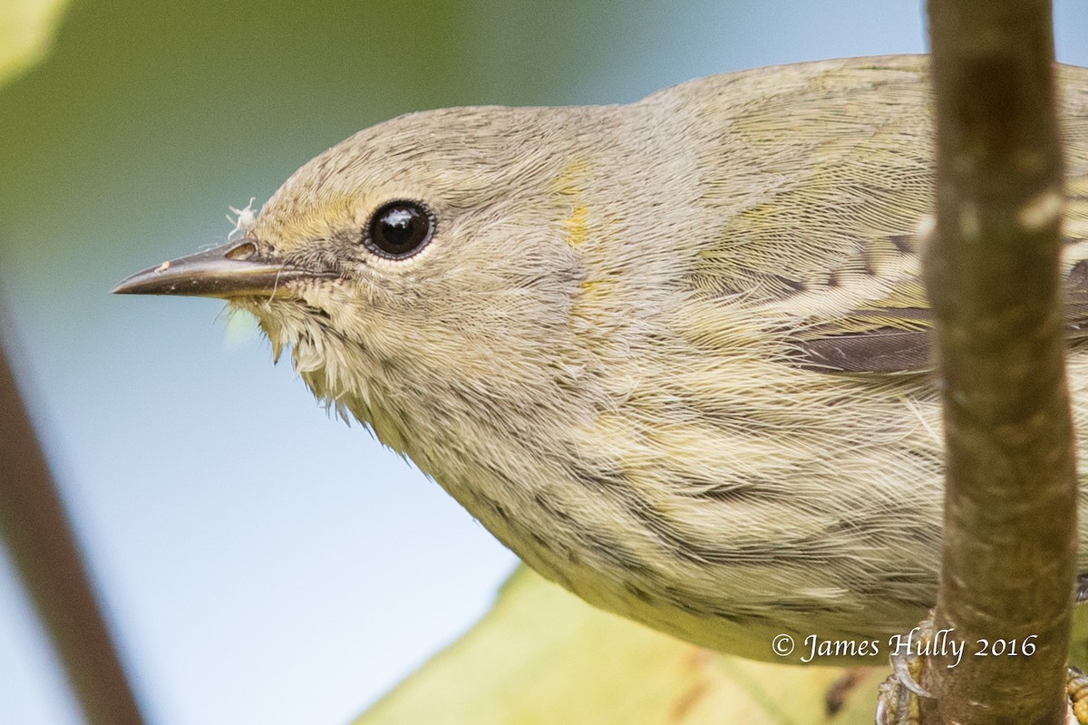 Cape May Warbler - ML49581071