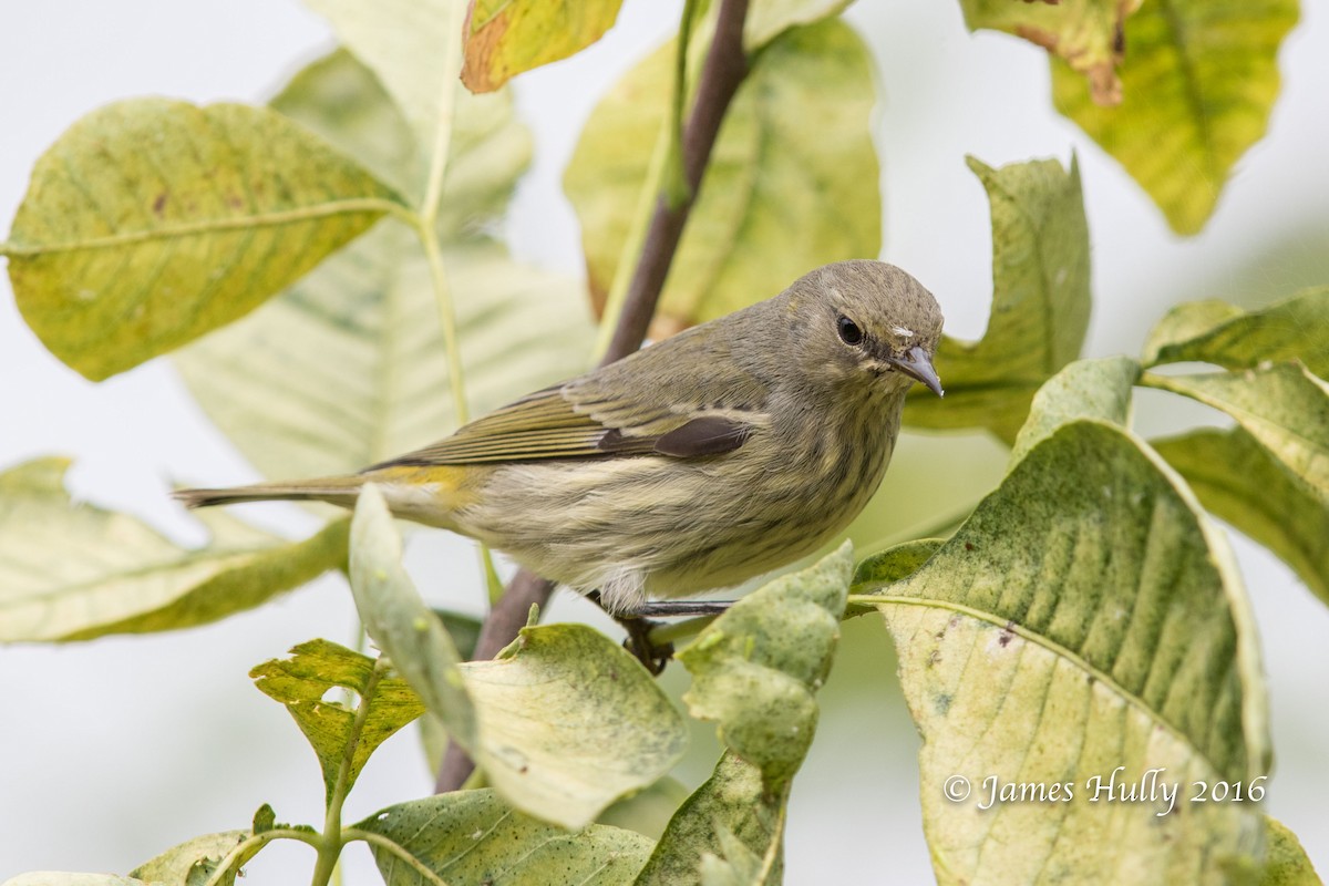 Cape May Warbler - ML49581081