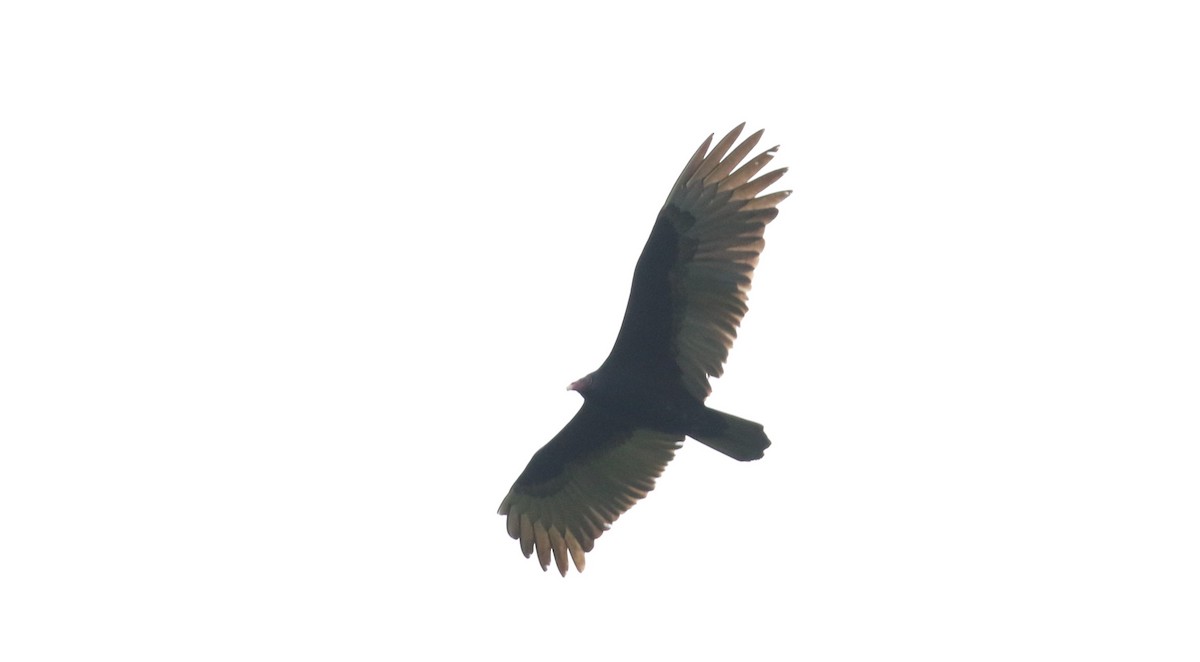 Turkey Vulture - ML495819311