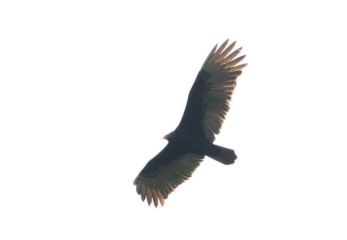 Turkey Vulture - ML495819321