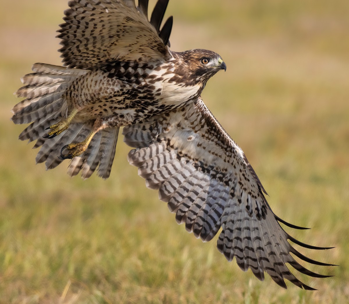 Red-tailed Hawk - ML495820641