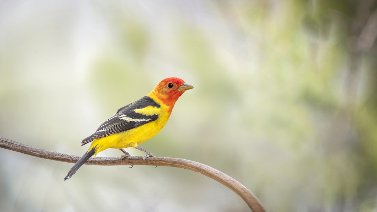 Western Tanager - ML495823511