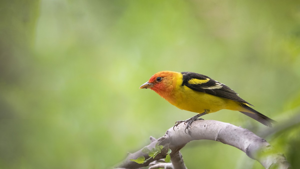 Western Tanager - ML495825811