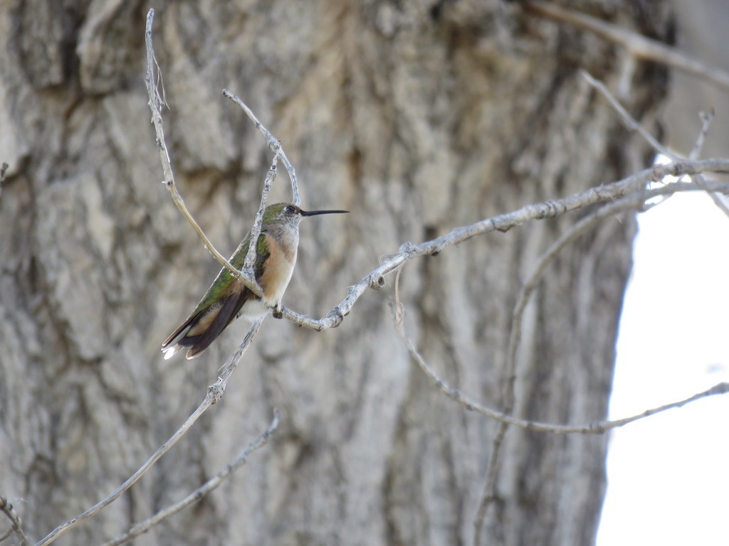 Broad-tailed Hummingbird - ML495827821