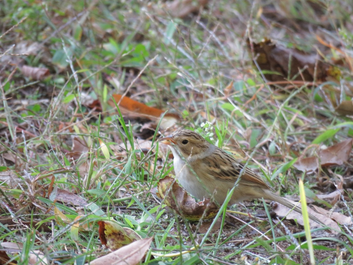 Clay-colored Sparrow - ML495828021