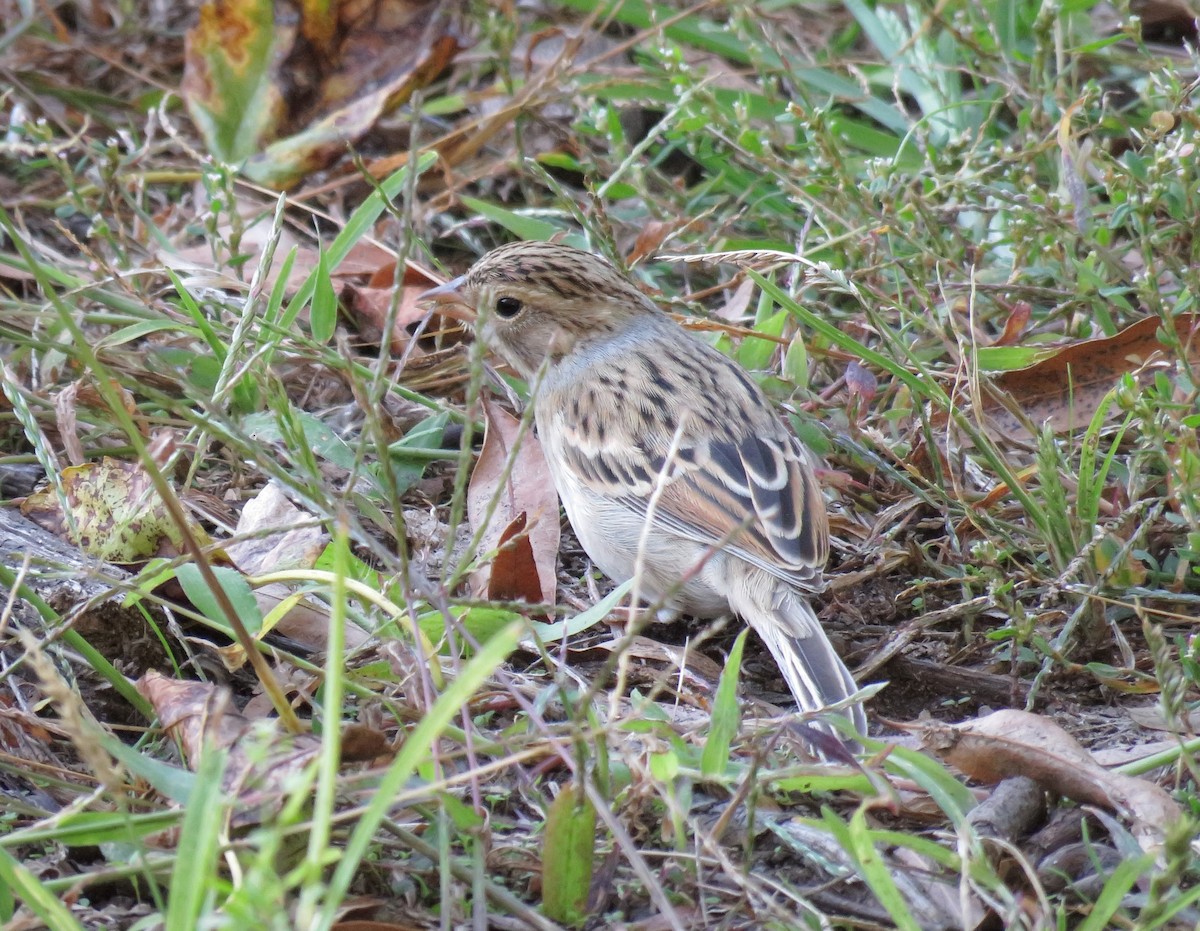 Clay-colored Sparrow - ML495829091