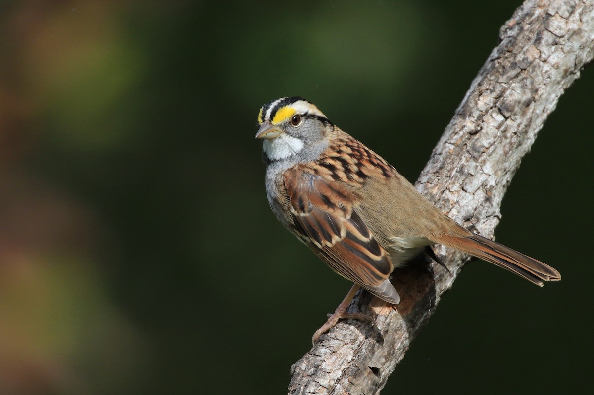 White-throated Sparrow - Diane St-Jacques