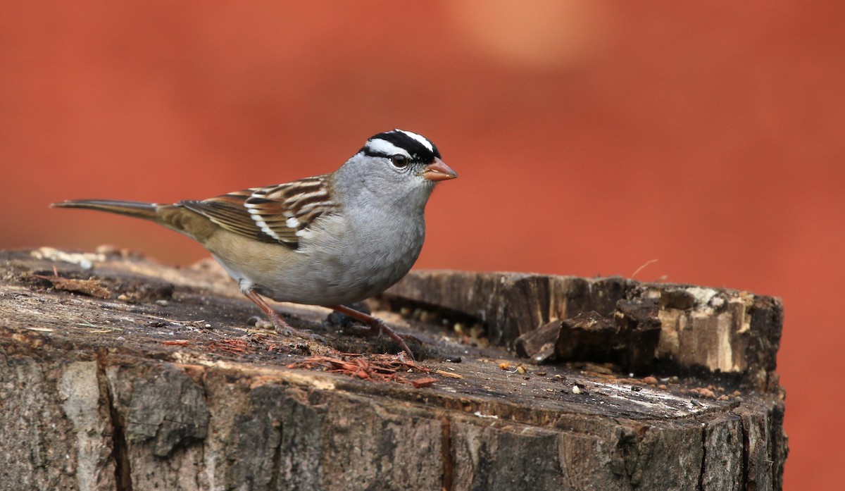 White-crowned Sparrow - Diane St-Jacques