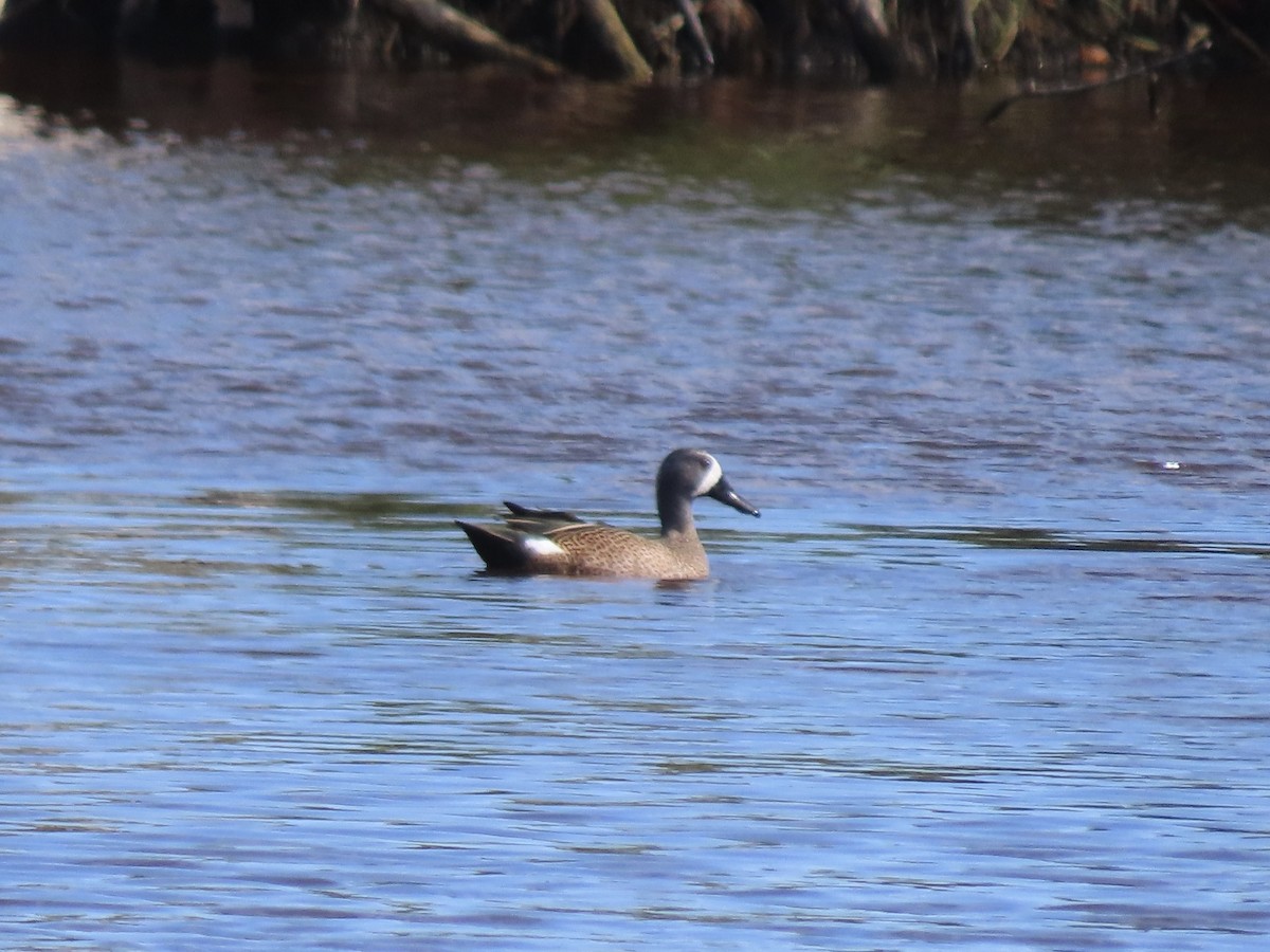 Blue-winged Teal - ML495831391