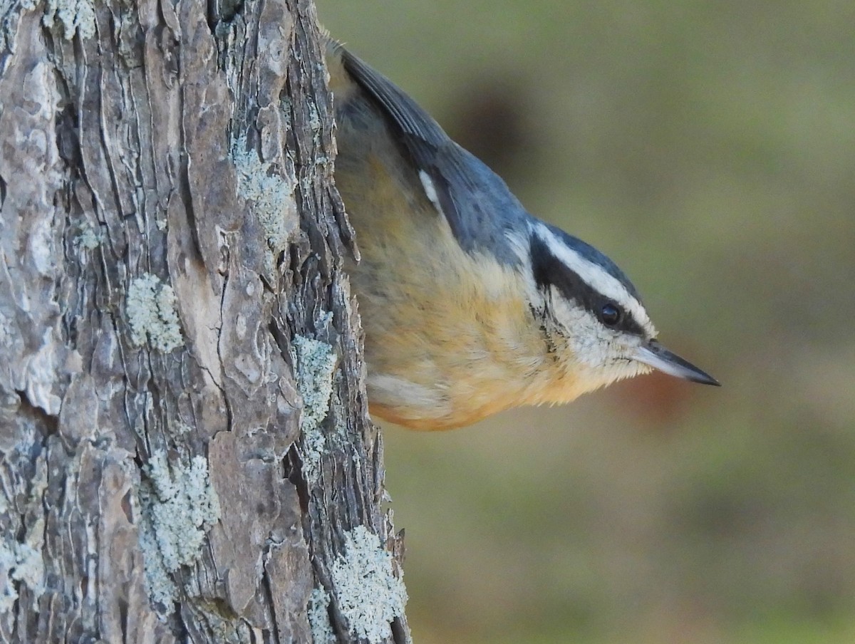 Red-breasted Nuthatch - ML495840861