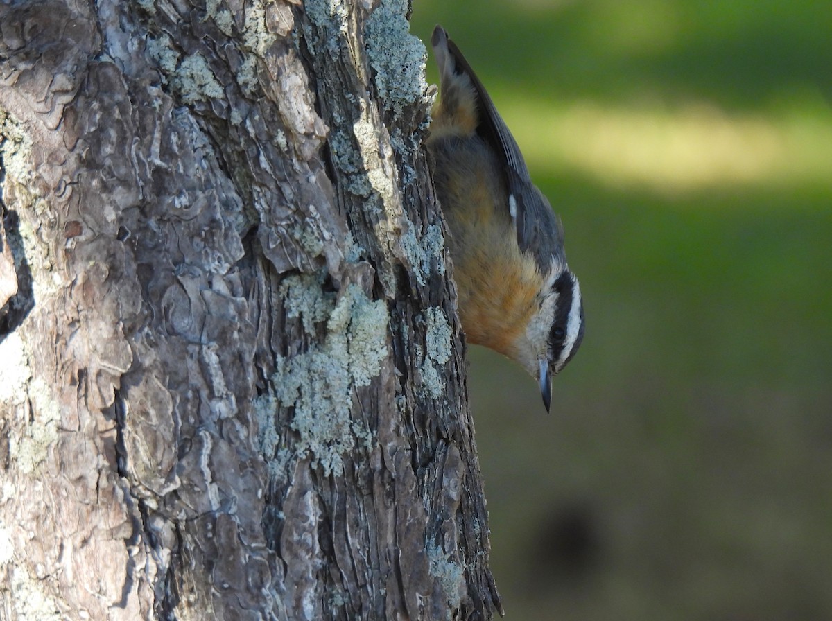 Red-breasted Nuthatch - ML495840871