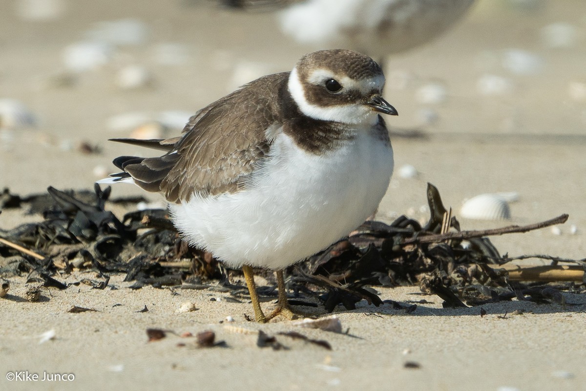 Common Ringed Plover - ML495844521