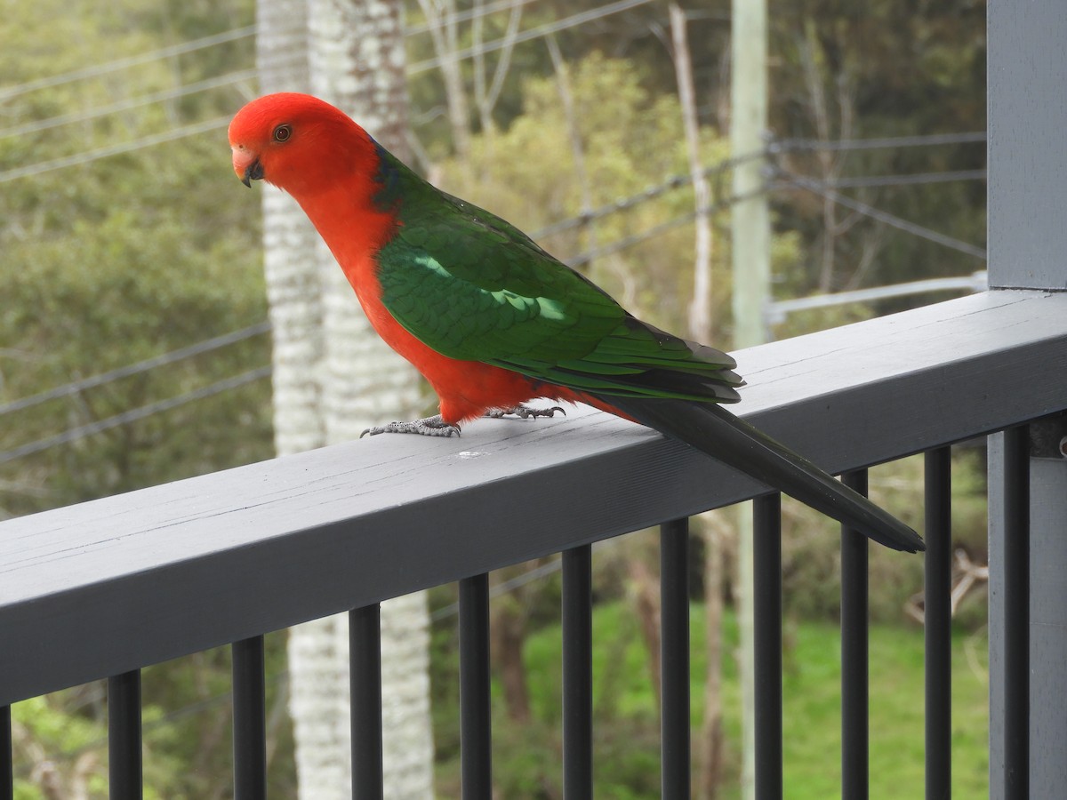 Australian King-Parrot - ML495845481