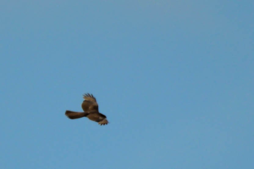 Collared Sparrowhawk - ML495845551