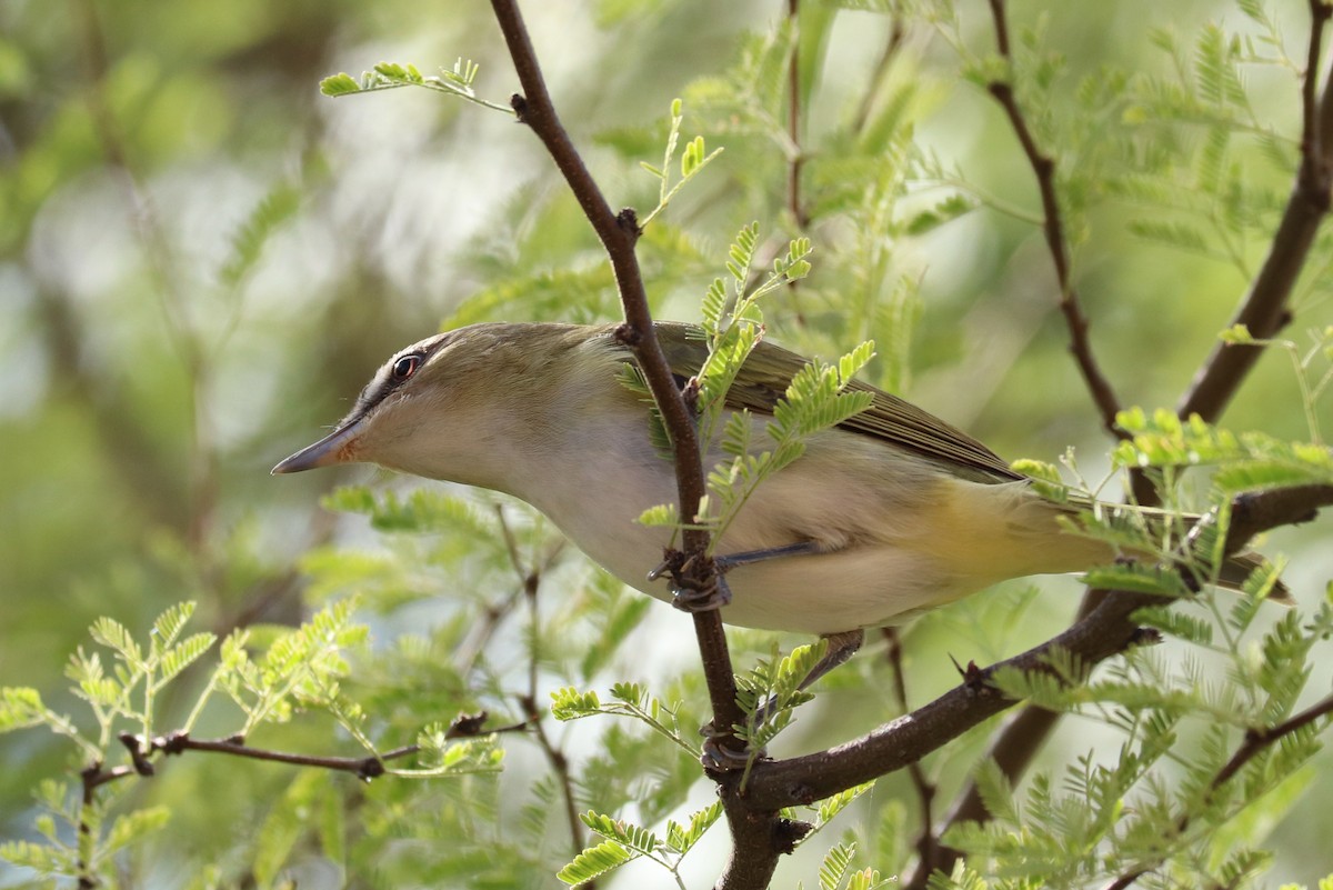 Red-eyed Vireo - Andrew Core