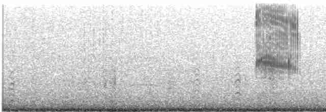 hvithalesvømmesnipe - ML495848401