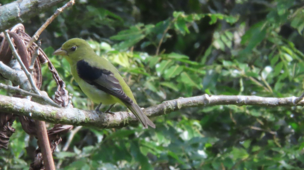 Scarlet-rumped Tanager - ML495850391