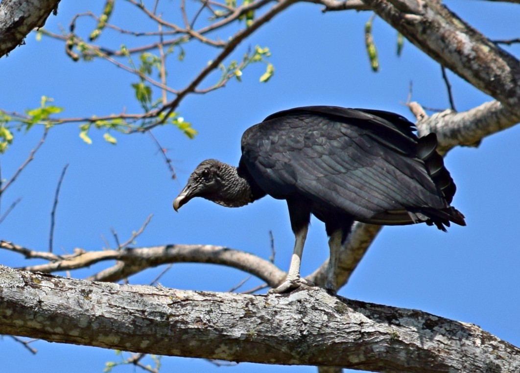 Black Vulture - Annette Teng