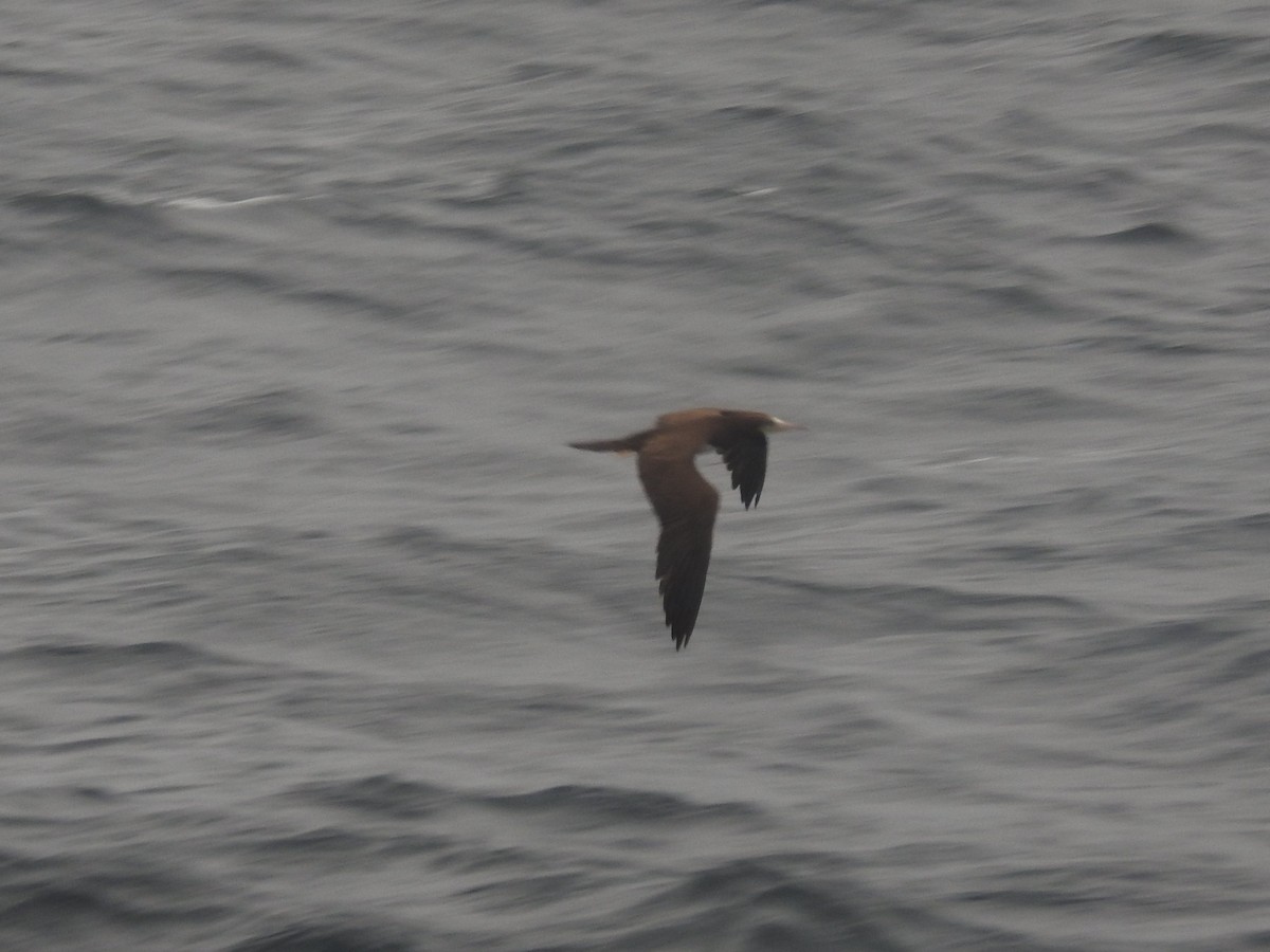 Brown Booby - ML495858031