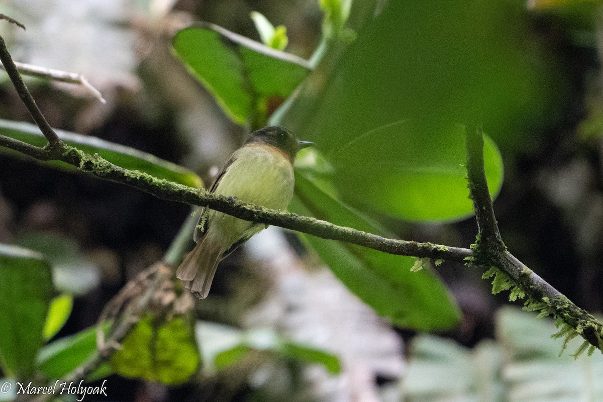 Rufous-breasted Flycatcher - ML495859751
