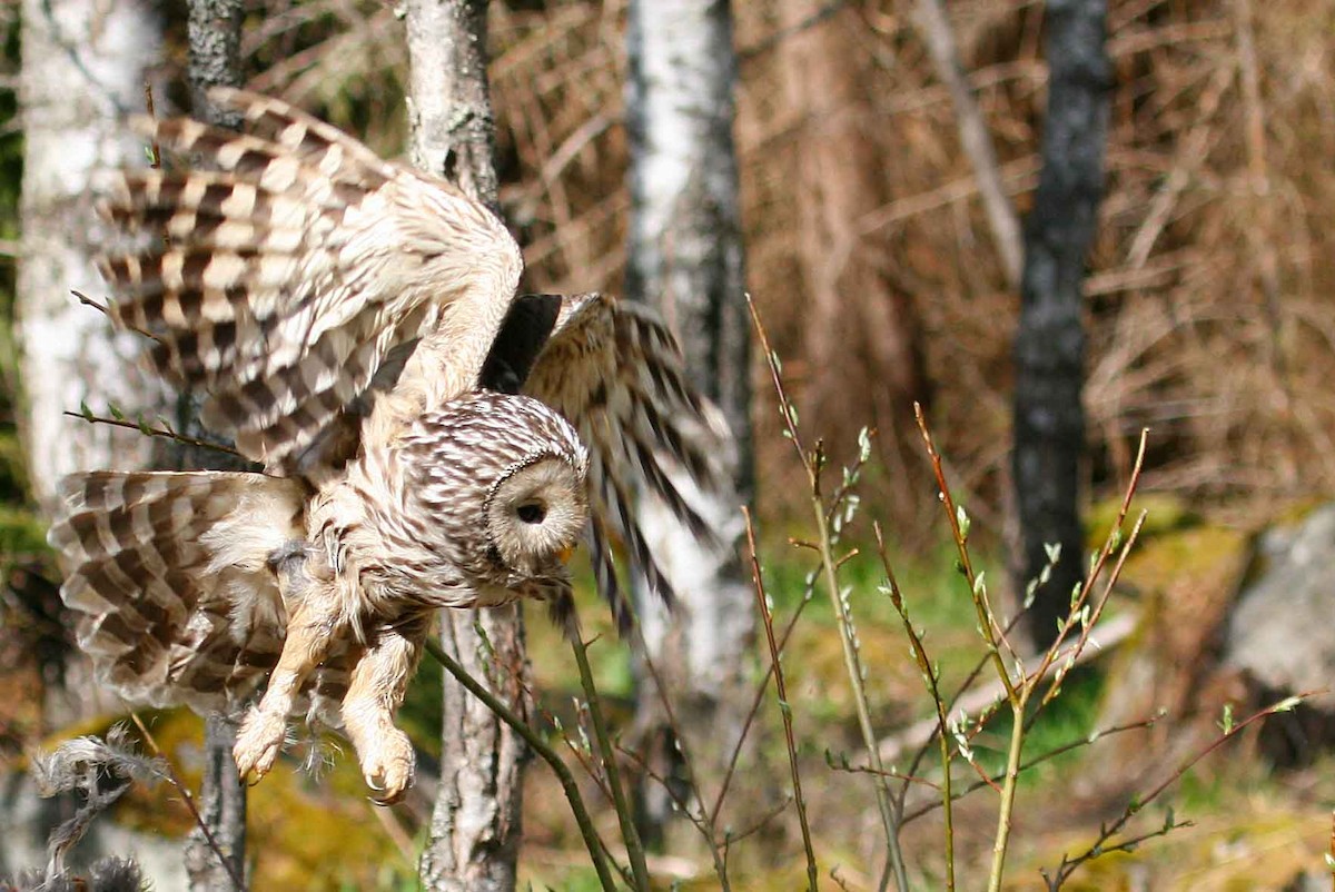 Ural Owl - Paul Lewis