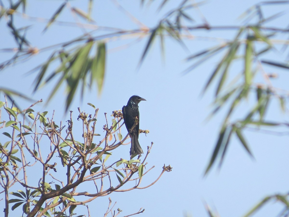 Hair-crested Drongo - Grant Connette