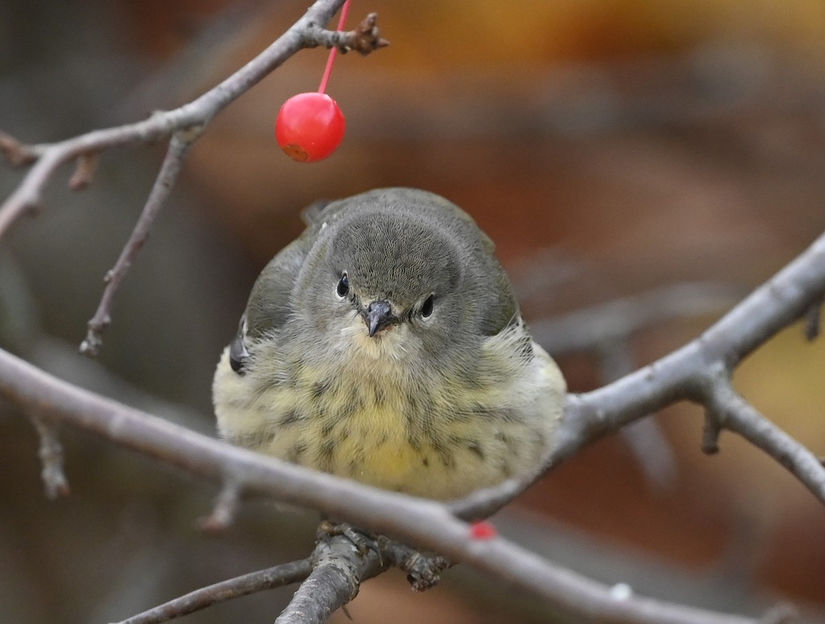 Cape May Warbler - ML495869121